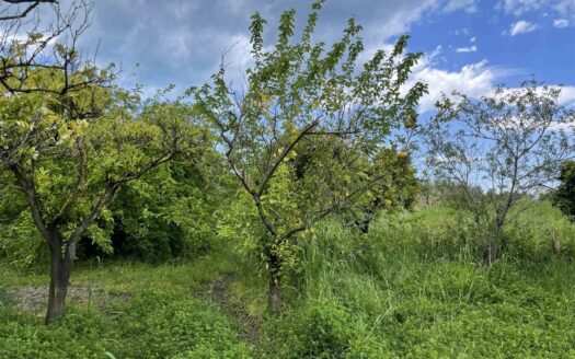 938/08 – TERRENO AGRICOLO IN VENDITA A ROCCELLETTA ROCCELLETTA