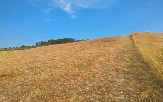 606/08 – TERRENO AGRICOLO IN VENDITA BARONE