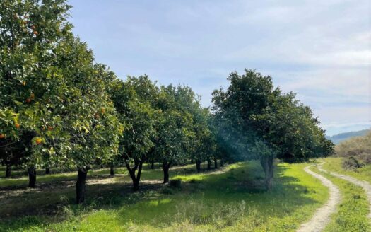 793/08 – Terreno Agricolo Pianeggiante in Vendita ALLI