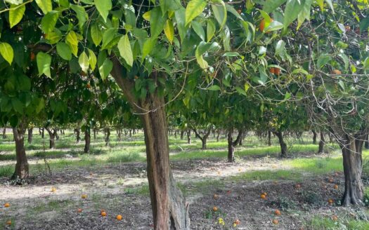 793/08 – Terreno Agricolo Pianeggiante in Vendita ALLI
