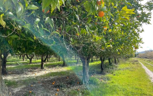 793/08 – Terreno Agricolo Pianeggiante in Vendita ALLI
