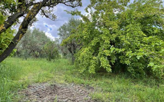 938/08 – TERRENO AGRICOLO IN VENDITA A ROCCELLETTA ROCCELLETTA