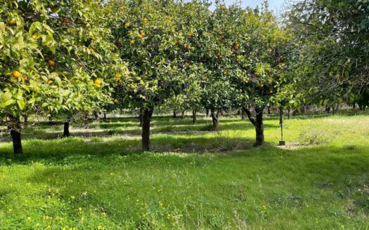 793/08 – Terreno Agricolo Pianeggiante in Vendita ALLI
