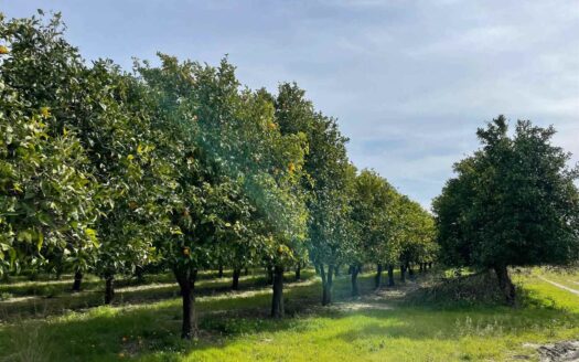 793/08 – Terreno Agricolo Pianeggiante in Vendita ALLI