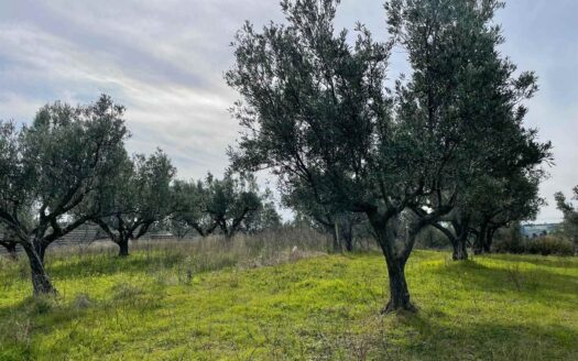 895/08 – TERRENO AGRICOLO IN VENDITA SIMERI MARE