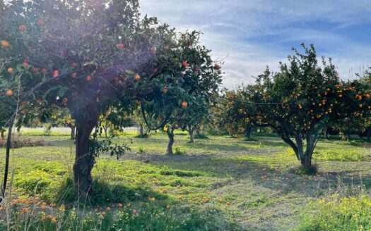 958/08 – TERRENO IN VENDITA A ROCCELLETTA ROCCELLETTA