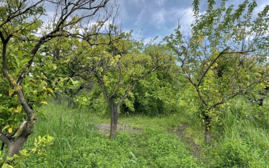 938/08 – TERRENO AGRICOLO IN VENDITA A ROCCELLETTA ROCCELLETTA