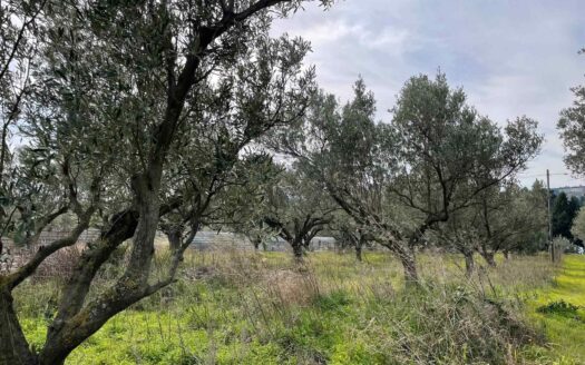 895/08 – TERRENO AGRICOLO IN VENDITA SIMERI MARE