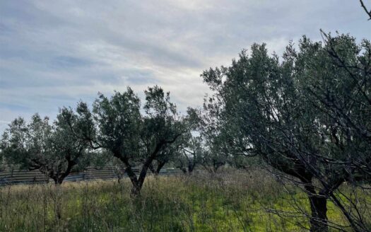 895/08 – TERRENO AGRICOLO IN VENDITA SIMERI MARE