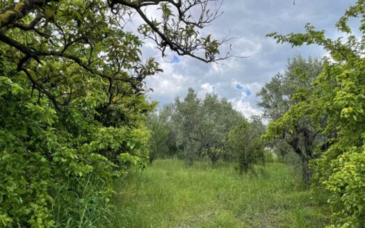 938/08 – TERRENO AGRICOLO IN VENDITA A ROCCELLETTA ROCCELLETTA