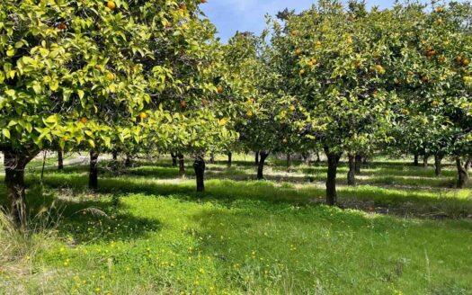 793/08 – Terreno Agricolo Pianeggiante in Vendita ALLI