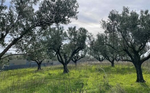 895/08 – TERRENO AGRICOLO IN VENDITA SIMERI MARE