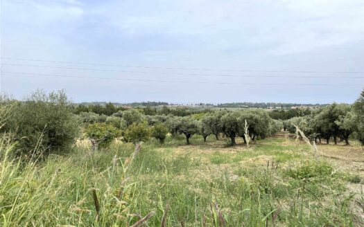 949/08 – LOTTO DI TERRENO AGRICOLO IN VENDITA