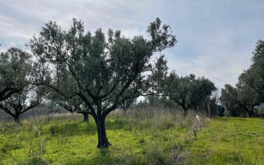 895/08 – TERRENO AGRICOLO IN VENDITA SIMERI MARE