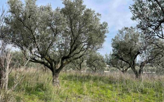 895/08 – TERRENO AGRICOLO IN VENDITA SIMERI MARE