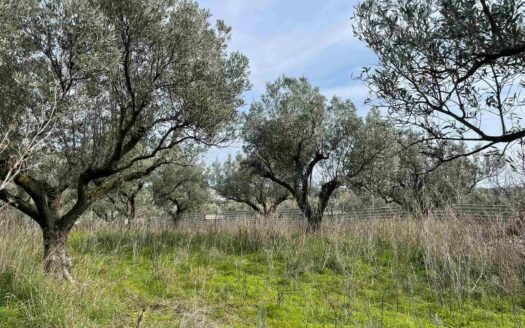 895/08 – TERRENO AGRICOLO IN VENDITA SIMERI MARE