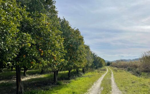 793/08 – Terreno Agricolo Pianeggiante in Vendita ALLI