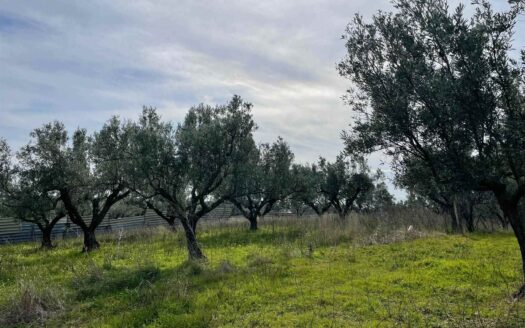 895/08 – TERRENO AGRICOLO IN VENDITA SIMERI MARE
