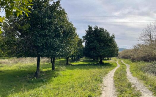 793/08 – Terreno Agricolo Pianeggiante in Vendita ALLI