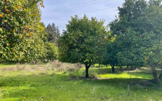 793/08 – Terreno Agricolo Pianeggiante in Vendita ALLI