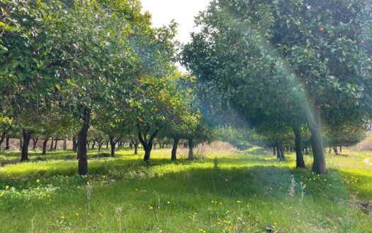 793/08 – Terreno Agricolo Pianeggiante in Vendita ALLI