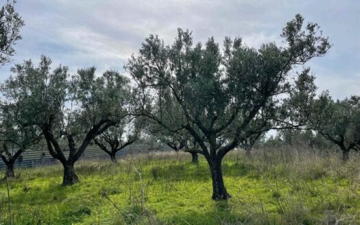 895/08 – TERRENO AGRICOLO IN VENDITA SIMERI MARE