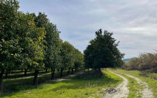 793/08 – Terreno Agricolo Pianeggiante in Vendita ALLI