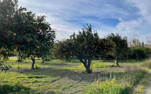 958/08 – TERRENO IN VENDITA A ROCCELLETTA ROCCELLETTA