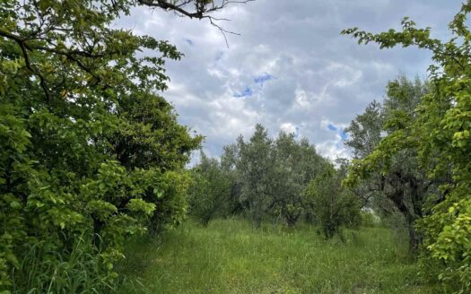 938/08 – TERRENO AGRICOLO IN VENDITA A ROCCELLETTA ROCCELLETTA