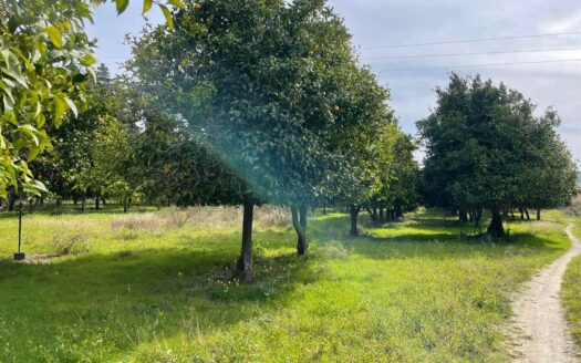 793/08 – Terreno Agricolo Pianeggiante in Vendita ALLI