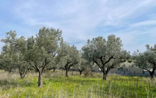 895/08 – TERRENO AGRICOLO IN VENDITA SIMERI MARE