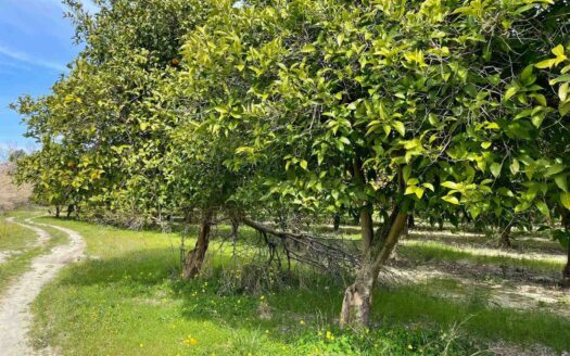 793/08 – Terreno Agricolo Pianeggiante in Vendita ALLI
