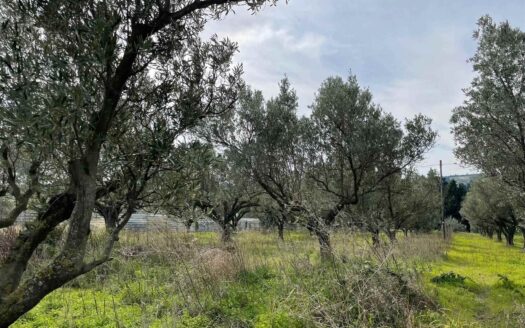 895/08 – TERRENO AGRICOLO IN VENDITA SIMERI MARE