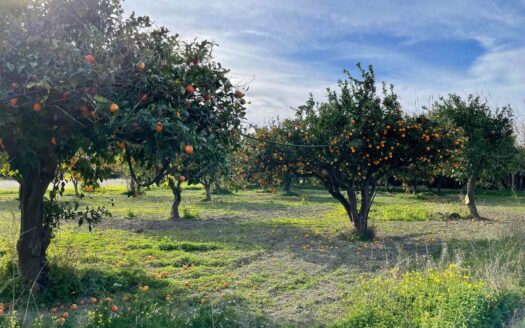 958/08 – TERRENO IN VENDITA A ROCCELLETTA ROCCELLETTA