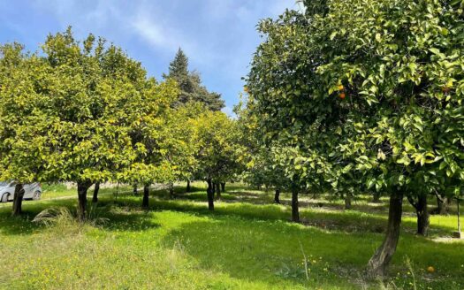 793/08 – Terreno Agricolo Pianeggiante in Vendita ALLI