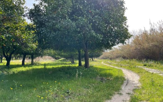 793/08 – Terreno Agricolo Pianeggiante in Vendita ALLI