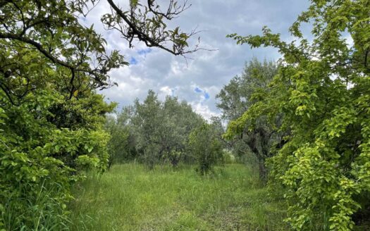 938/08 – TERRENO AGRICOLO IN VENDITA A ROCCELLETTA ROCCELLETTA