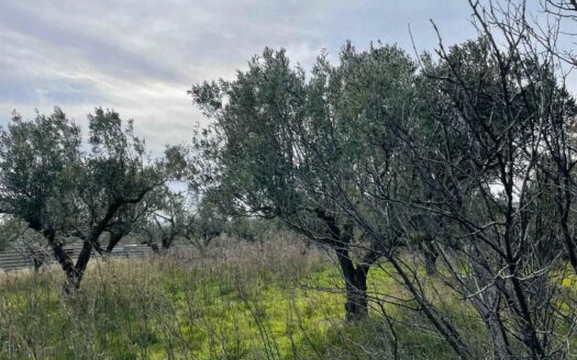895/08 – TERRENO AGRICOLO IN VENDITA SIMERI MARE