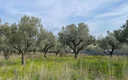 895/08 – TERRENO AGRICOLO IN VENDITA SIMERI MARE