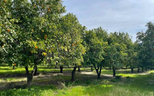 793/08 – Terreno Agricolo Pianeggiante in Vendita ALLI