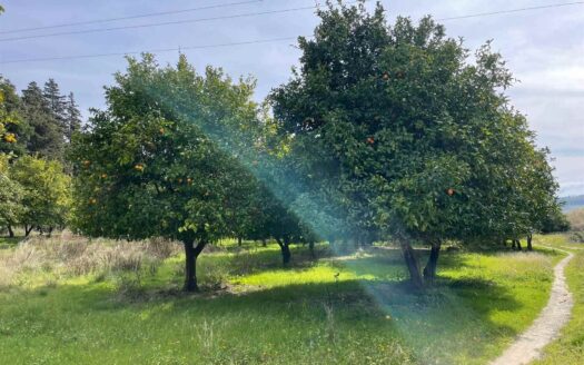 793/08 – Terreno Agricolo Pianeggiante in Vendita ALLI